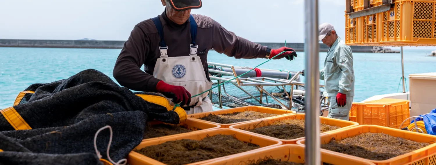 沖縄太モズクは、日本近海で最も栄養豊富で、フコイダンを多く含む
